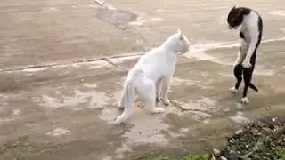 Crazy cats fight.....