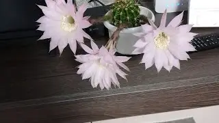 ТАБАК И КАКТУС