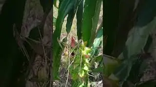 pembesaran buah naga degan cara di hibro,proses & cara hibro