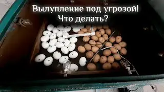 Проблемы выведения. Будущие планы.