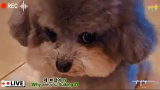TWINS#BABY#PUPPY#CUTE#귀여운아기동물#강아지힐링영상#폭싹속았수다#동물농장#아기동물#LAUGHS#HAPPY#HEALING#RELAX#NATURE#AI#ASMR#GOD