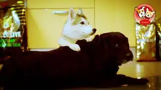 Рекламный ролик HUSSE