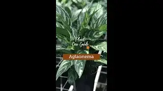 Plant Care Guide : Aglaonema Plant