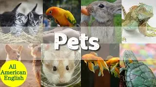 Pets in English | Learn English Words for Pet Animals | English Vocabulary | All American English