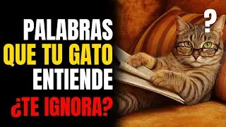 The 5 Words Your Cat REALLY Understands Feline Science!