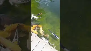 estanque de peces koi