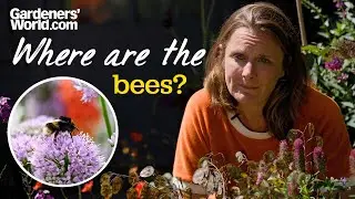 Where are all the BEES this summer? Kate Bradbury shares simple ways we can all help