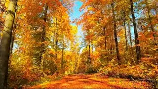 Снова осень. 🍁 Музыка для души - Сергей Гладких (ANiS - carlsonnd -  N 3.)