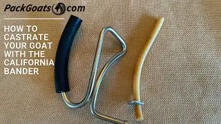 How to Castrate Your Goat with the California Bander and Why it is Best