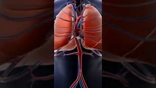 Trombose e embolia pulmonar #fisiologia #anatomy #anatomia #anatomiaclinica #curiosidades