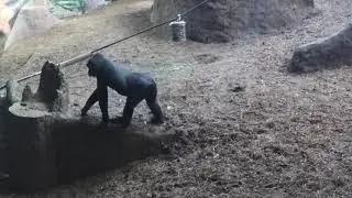 Gorillas Walking (Slow Motion Animation Reference)