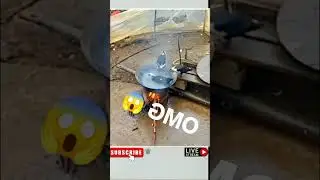 BEBEK ANGSA MANDI DIKUAL1. 🦆 JUST LIKE YOU ARE ON THE WEEKEND | A Beby Gemoy  #trending #viral