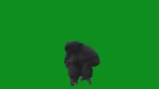 Monkey on Green Screen video effect