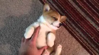 Funny puppy videos every day // Забавный щенок быстро засыпает
