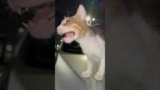 Кот отказался курить