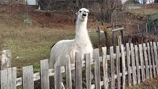 Franc luda lama @paraghosttuba
