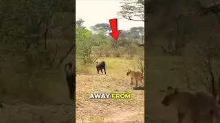 Lion Is Afraid Of Baboon?