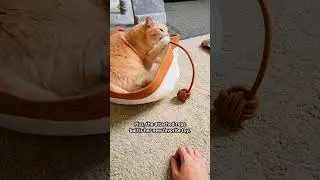 Perfect Cat Bed for your Baby #amazonfinds (🔗inBio)