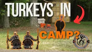 A CAMP GOBBLER and A DOUBLE in VIRGINIA | The Bearded Buck | Turkey Season 24
