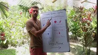 Autonomic nervous system - The major differences: Rest and Digest / Fight of Flight
