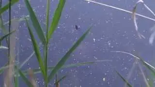Wild Tortoise Doing Nothing