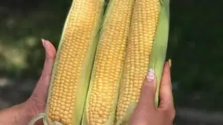 Сладкая кукуруза как бизнес. Что садить в 2021 году.