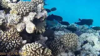 Хургада 15.12.2023 под водой и над водой (1)