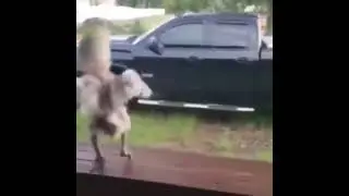 танец папугая