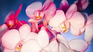 Godox MF 12 ... Orchidee in Farbenspiel
