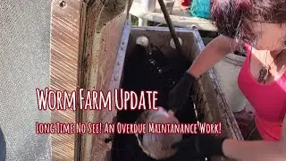 Worm Farm Update - The Best Compost Ever! #gardening #selfsufficiency #permaculture