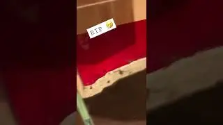 Ameisen sterben. Natürlicher Schwund? Oder was passiert hier. Lasius niger Arbeiter sterben.
