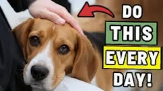 12 Things You Rarely Do for Your Dog (But Should Every Day)