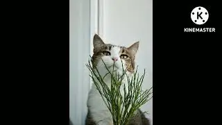 kute kat