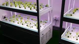 Indoor Hydroponics Daily Visual Inspection (Part 1)