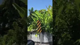 Как живут Гавайцы