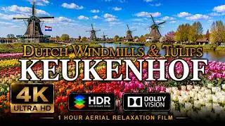 [4K] KEUKENHOF 🌷 Flowers & Tulips 🇳🇱 | 1 Hour Calming Piano Relaxation Drone Film