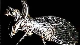 Mantidfly of Arizona