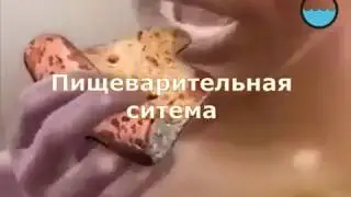 Пищеварительная система (пищеварение)