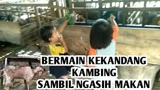 BERMAIN KEKANDANG KAMBING SAMBIL NGASIH MAKAN #dailyvlog #kegiatanirt #fyp