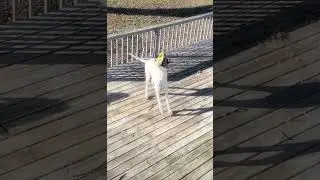 Dog advent calendar day13 part2 #foryou #viral #viralvideo #funny #fun #dog #cute #fypシ #viralreels
