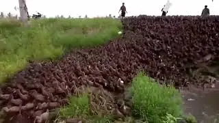 ördək ferması