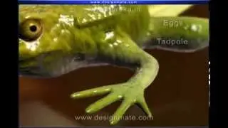 Life cycle of Frog in Bangla