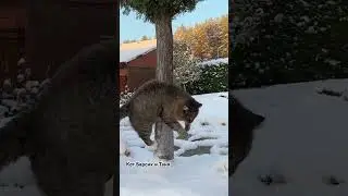 Это Я, радуюсь первому снегу ❄️ 