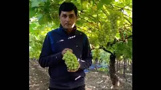 द्राक्ष गळ-कुज  | Ganesh more | grapes growers