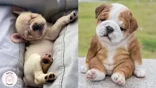 70% Of A Puppy's Body Is Milk, The Remaining 30% Is Cuteness | Funny Dogs and Cats