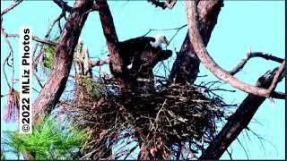SWFL Eagles Stick Discussion and photos