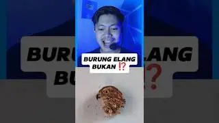 Ini BURUNG ELANG asli atau bukan guys ⁉️🤯 #shorts