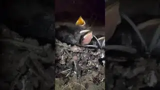 Ласточки вьют гнёзда под крышей домов #кино #лето #тикток