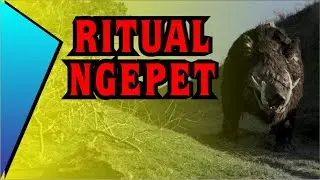 Mengungkap Adanya Ritual Babi Ngepet