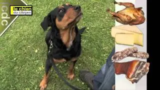 Comment éduquer son chien avec des récompenses ? (partie 1)